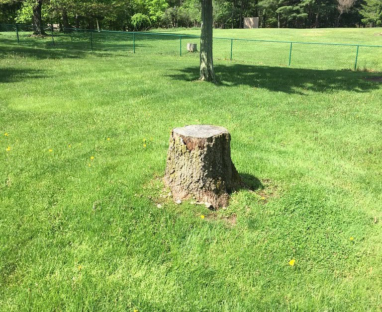 Lakeview Stump Grinding