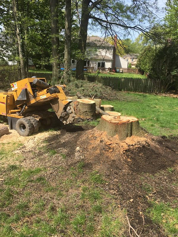 Tree Removal Stump Removal